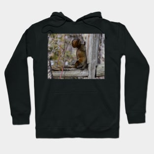 Red Squirrel. Hoodie